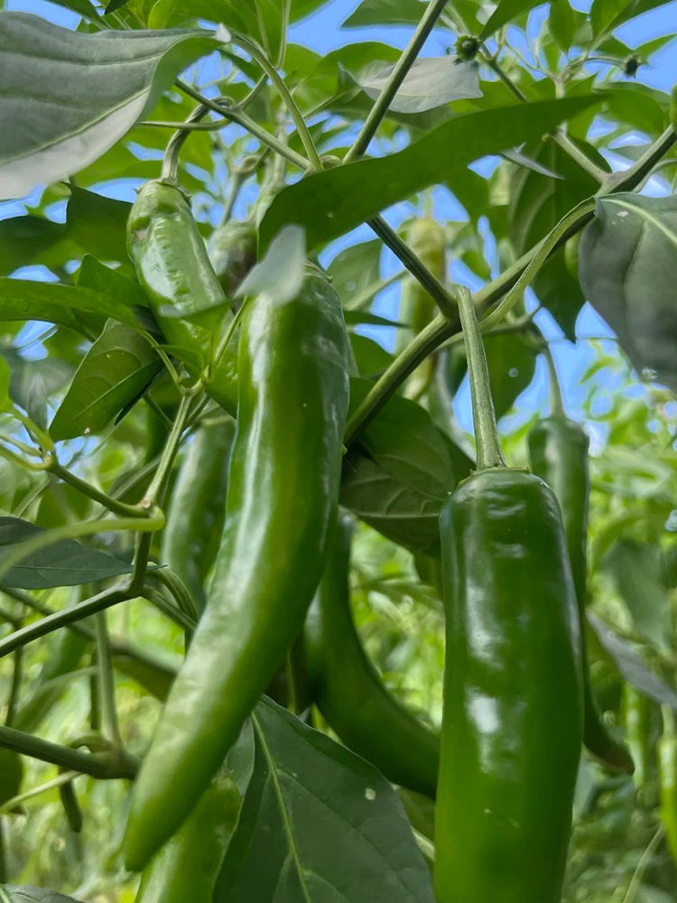 Xiangla Hangjiao Pepper