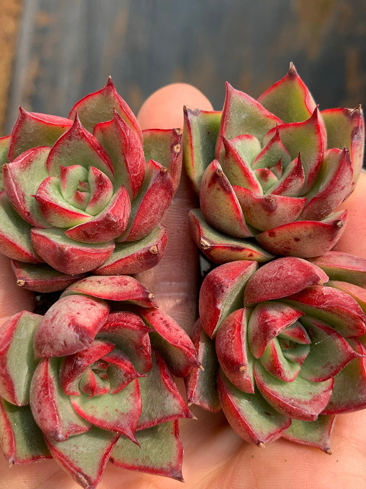 Echeveria cv. 'Bullfighter'