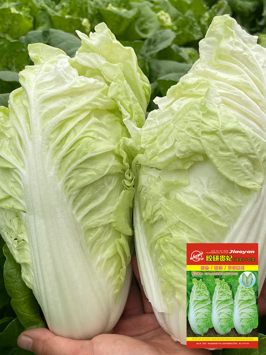 'Jiaoyan Guifei' Baby Cabbage