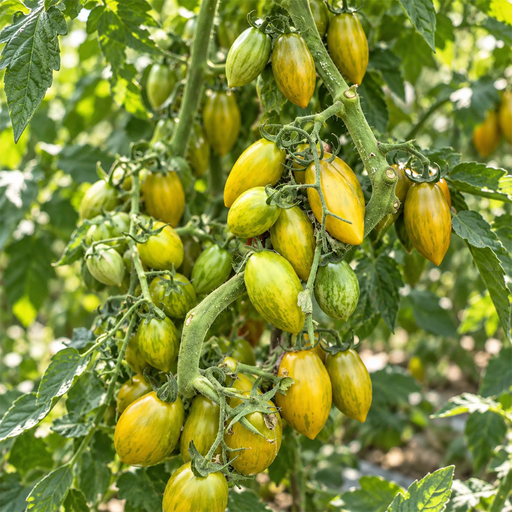 302 Zun Du Jia Du F2 Tomato