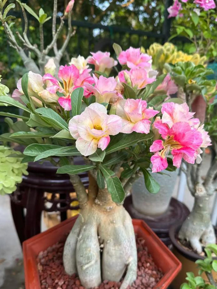 Desert Rose Mixed Colors