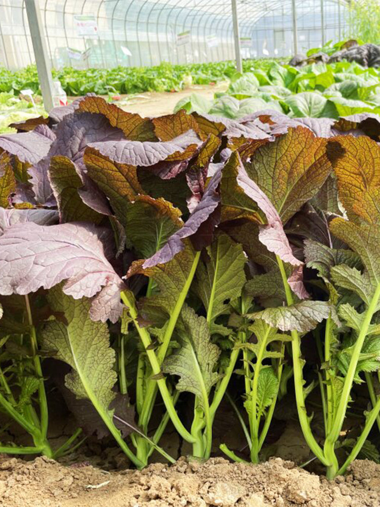 'Splendid 2099' Purple Leaf Mustard