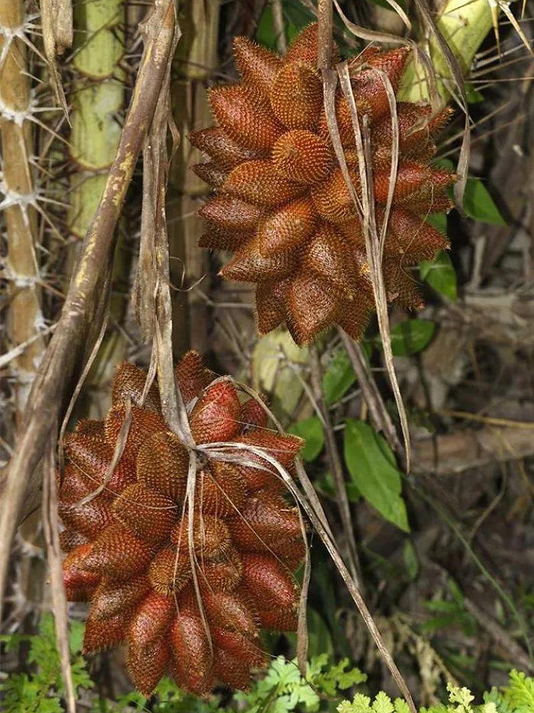 Salak Palm