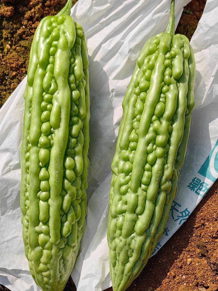 Silver Jubilee Pearl Bitter Gourd F1