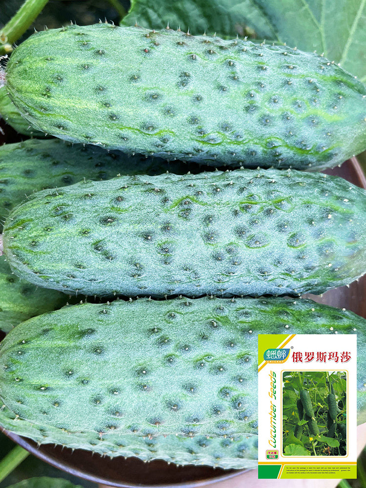 Russian Masha Fruit Cucumber