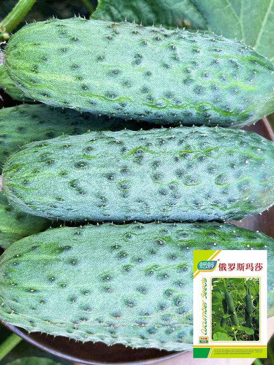 Russian Masha Fruit Cucumber