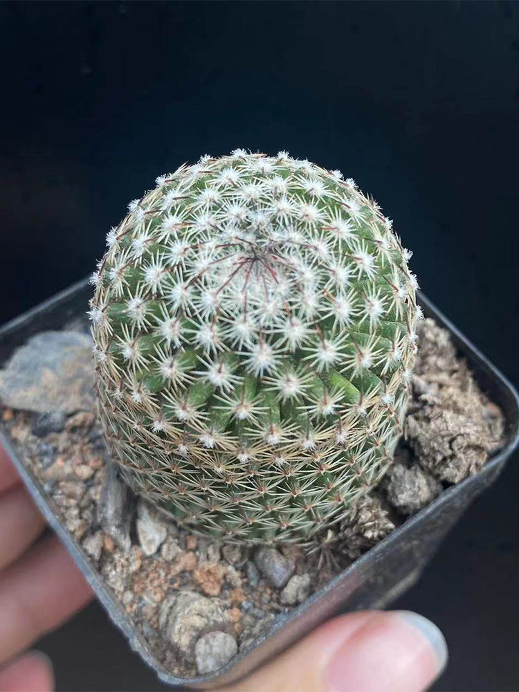 Mammillaria matudae