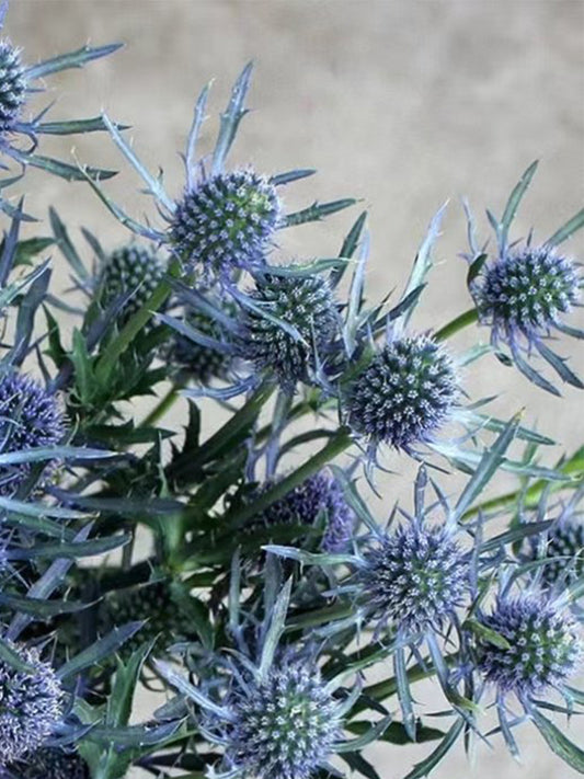 Alpine Eryngo (Eryngium Alpinum)