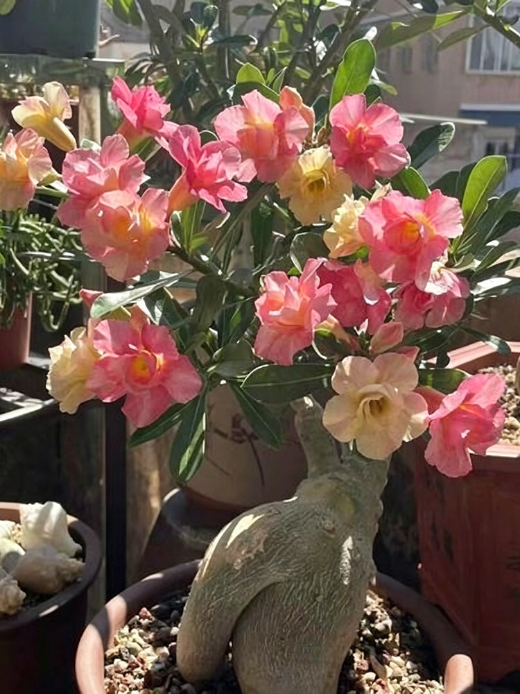 Desert Rose Mixed Colors