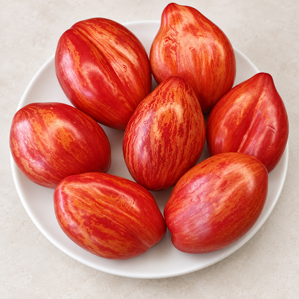 397 Lady Madonna Tomato
