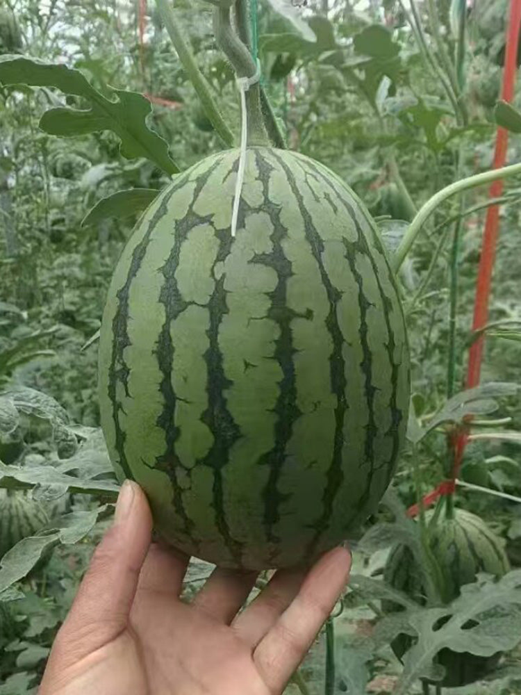 'Super Sweet 2K' Watermelon