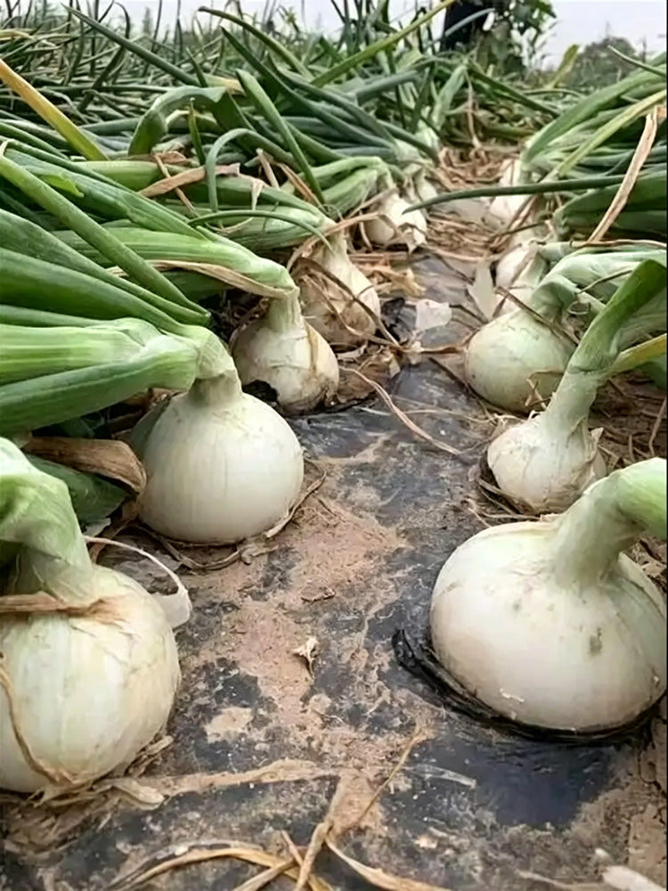 White Bulb Onion