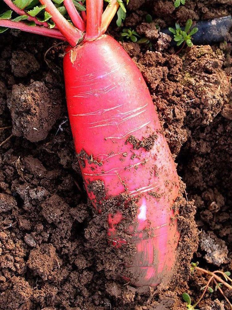 'Jinghong 30' Radish