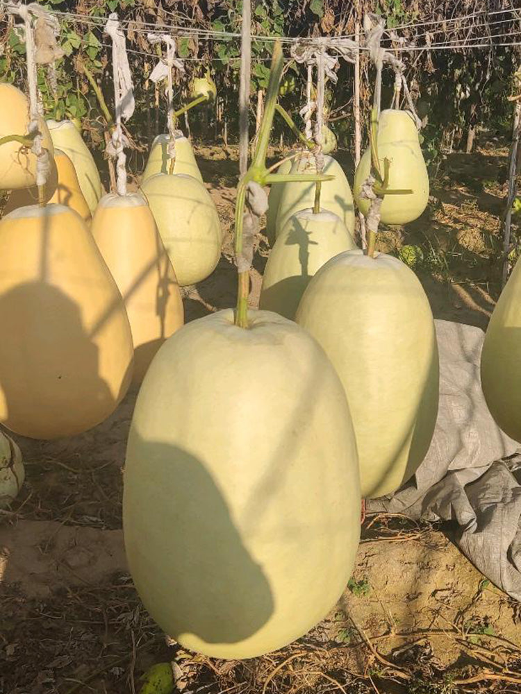 'Large Winter Melon' Gourd