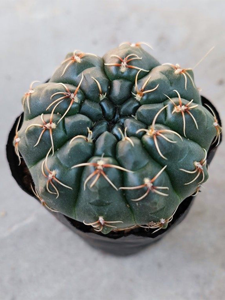Baldian's Gymnocalycium Cactus