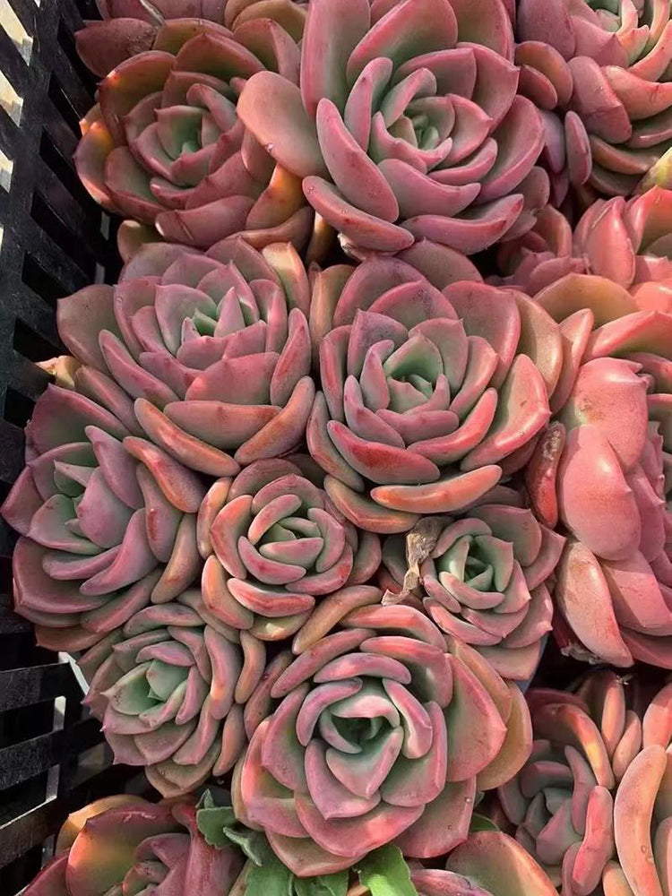 Echeveria 'Noble'