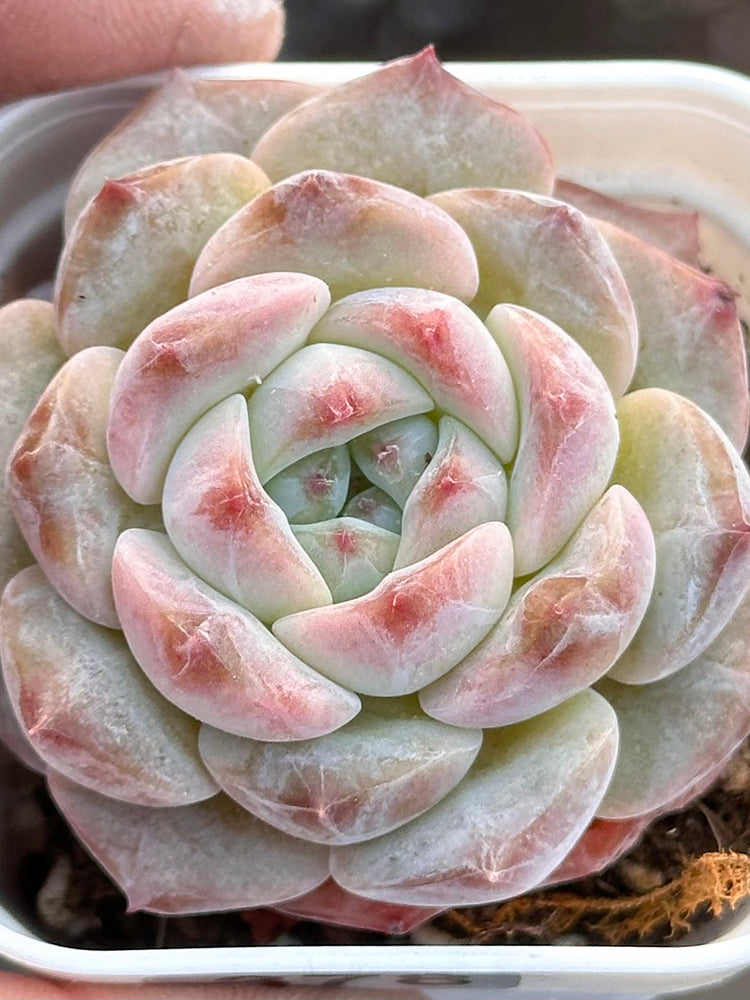Echeveria cv. 'Moon Star'