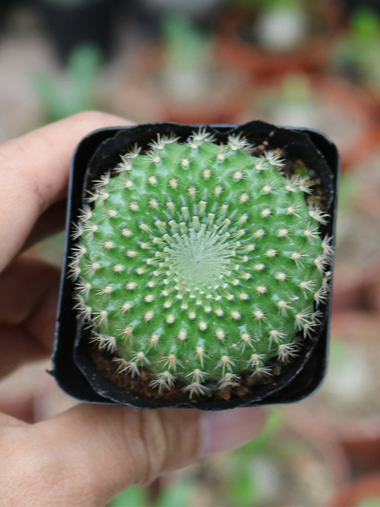 Parodia haselbergii subsp. graessneri 'Green'