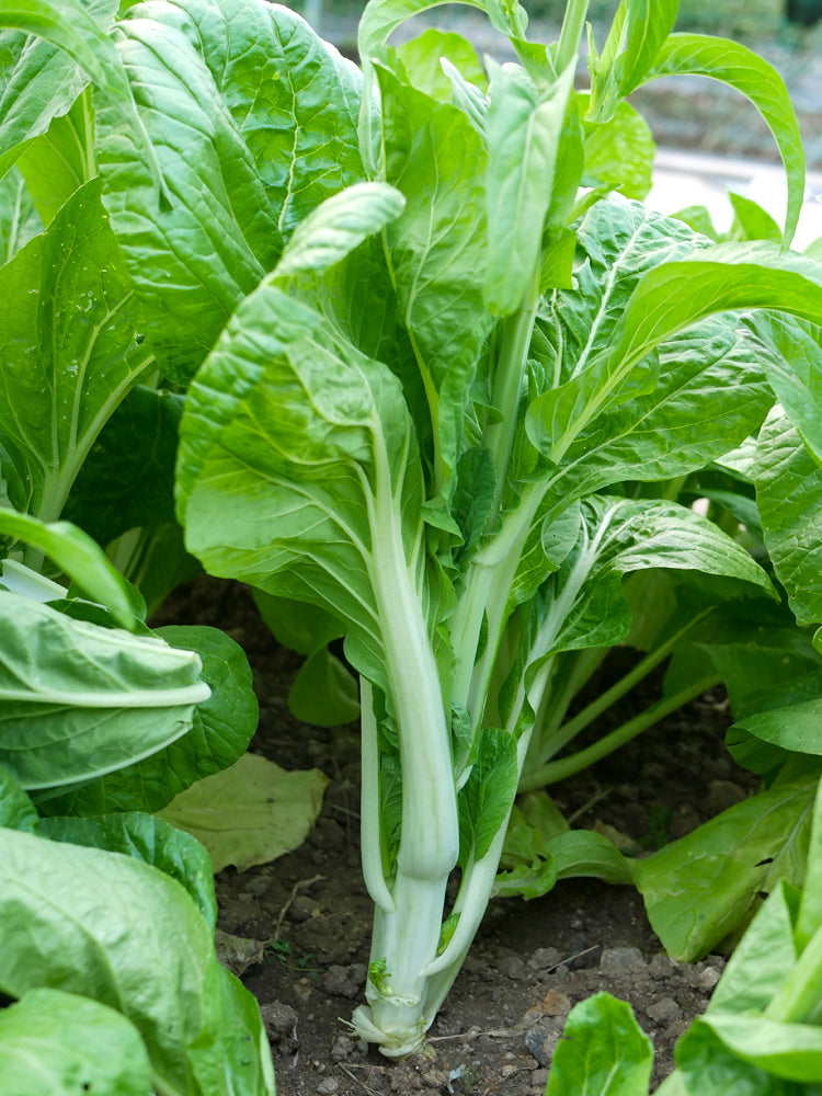 'Tender Sprout No.3' Choy Sum