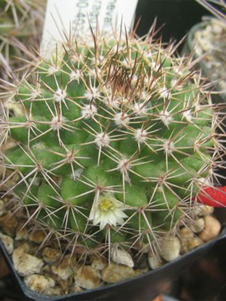 Mammillaria mammillaris 'Cangbaotian'