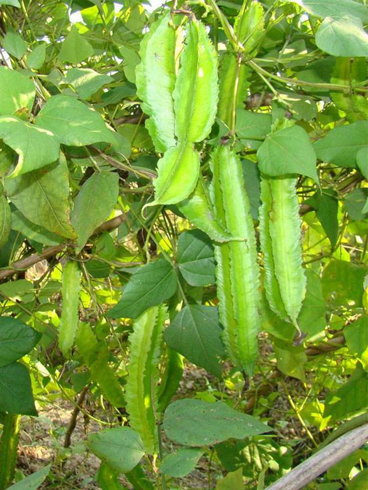 Winged Bean (Psophocarpus Tetragonolobus)