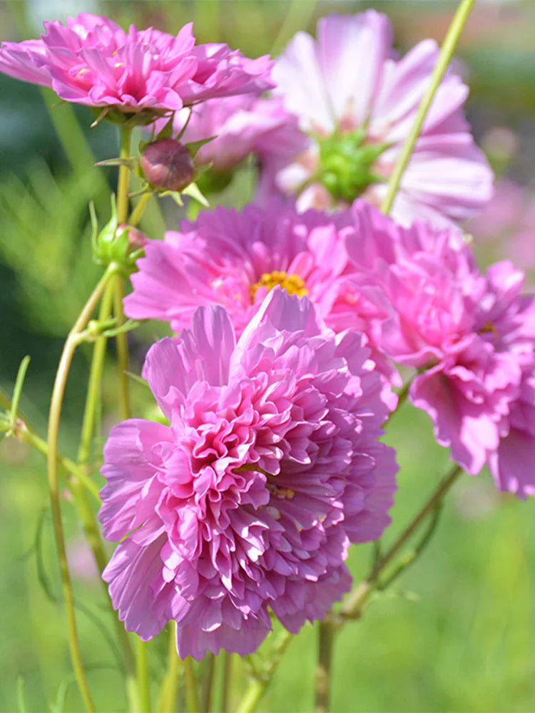 Double Pink Cosmos