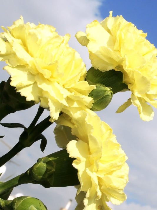 Yellow Carnation