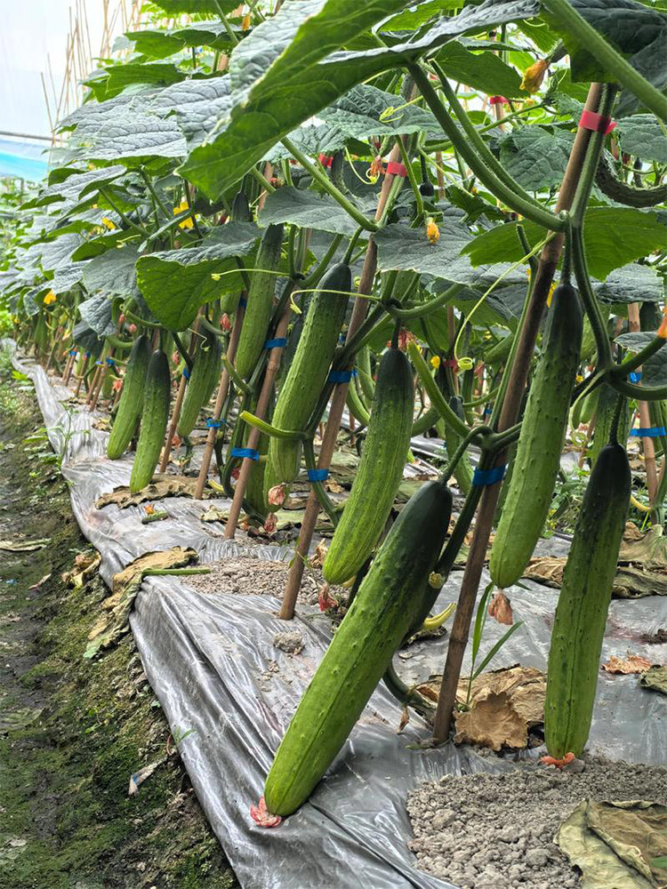 'Supreme' Long Drought Cucumbers