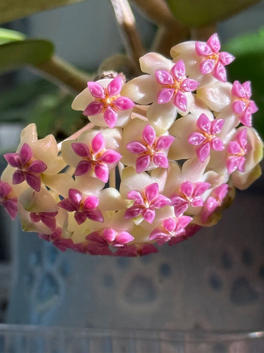 Hoya icensis Unrooted Stem Cuttings