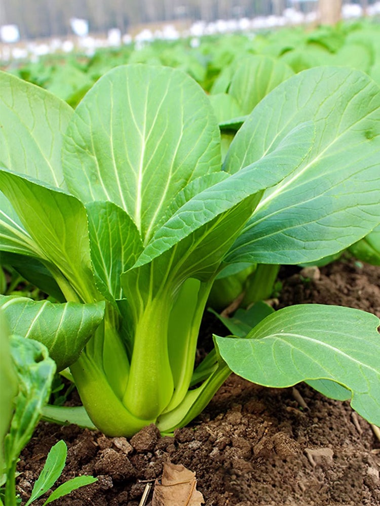Shanghai Bok Choy