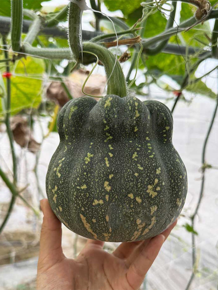 Prolific Fragrant Pumpkins