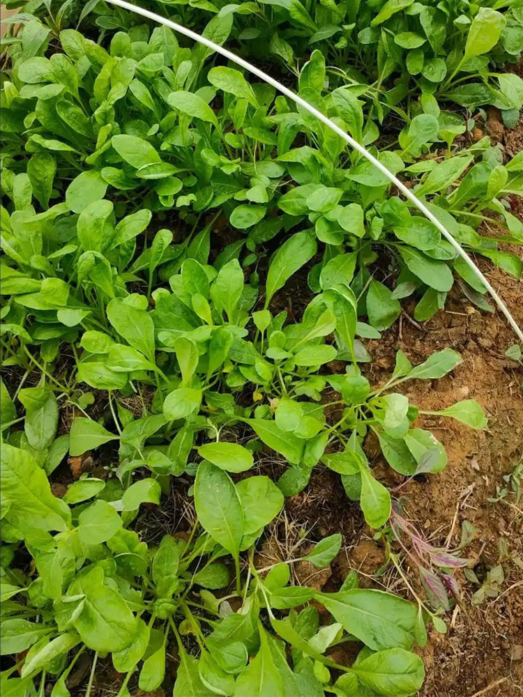 'Jiemei' Fast-Growing Radish Sprouts