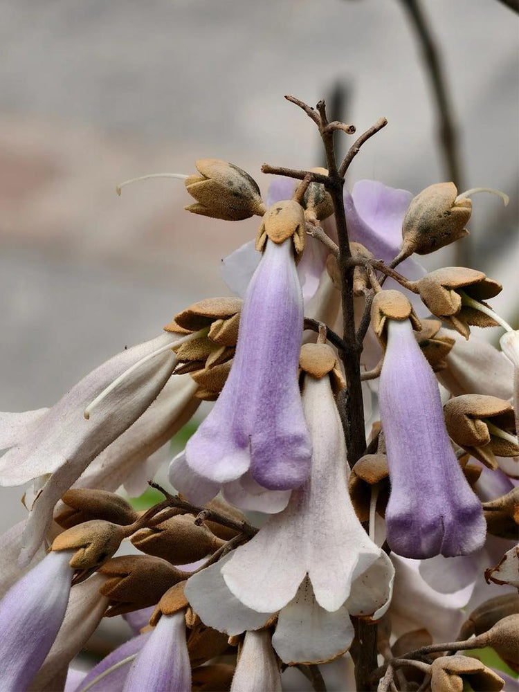 Paulownia fortunei