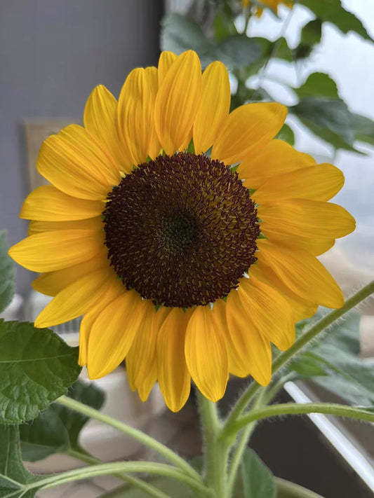 Dwarf Potted Sunflower