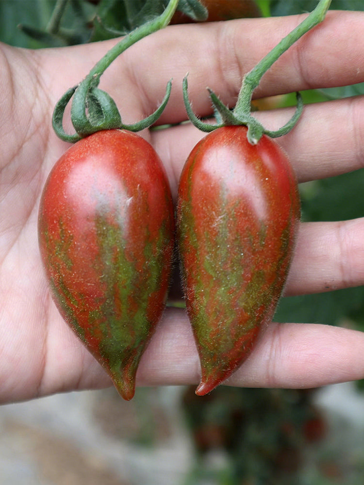 Zixia Tomato