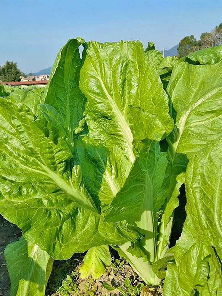 'Bianhe Darou' Sweet Leaf Mustard