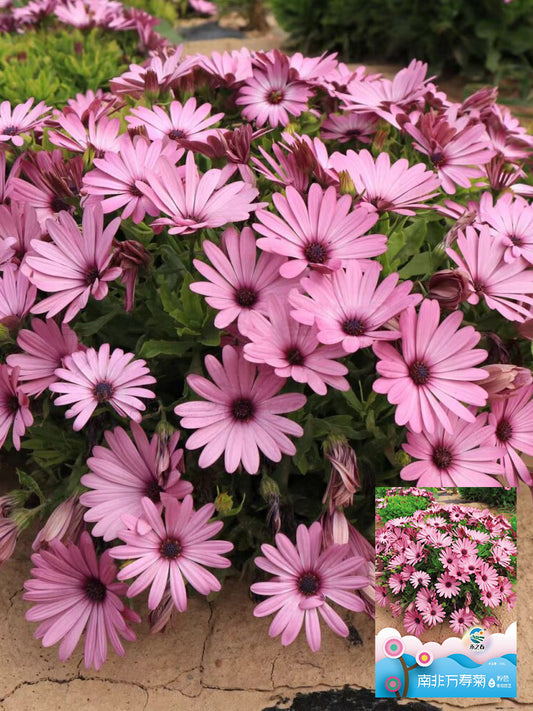 Pink African Daisy