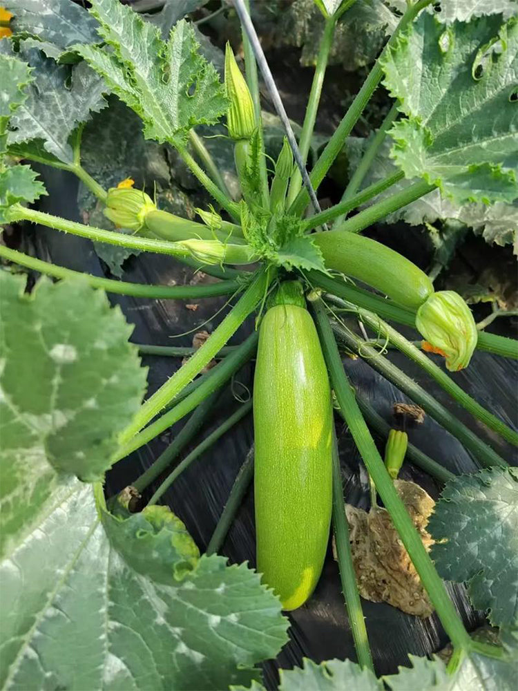'Cuixiaoqing' Zucchini