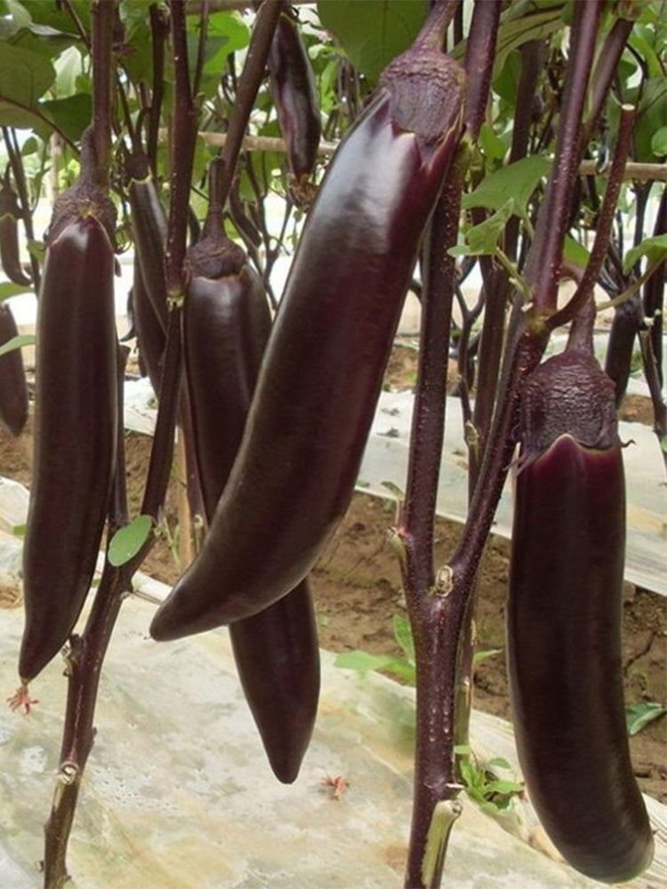 Zilong No.1 Eggplant