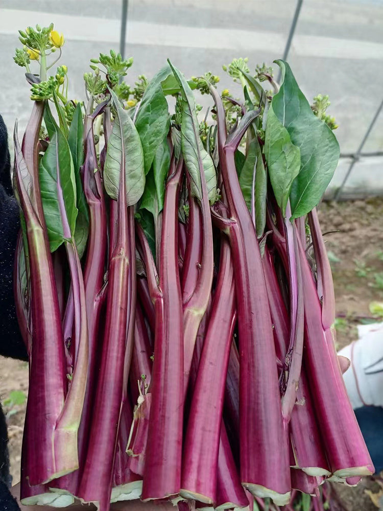 'Hongxiu 58' Flowering Stalk