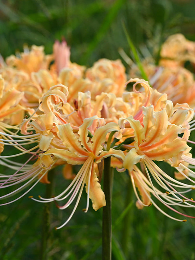 Lycoris 'Sweet Orange'