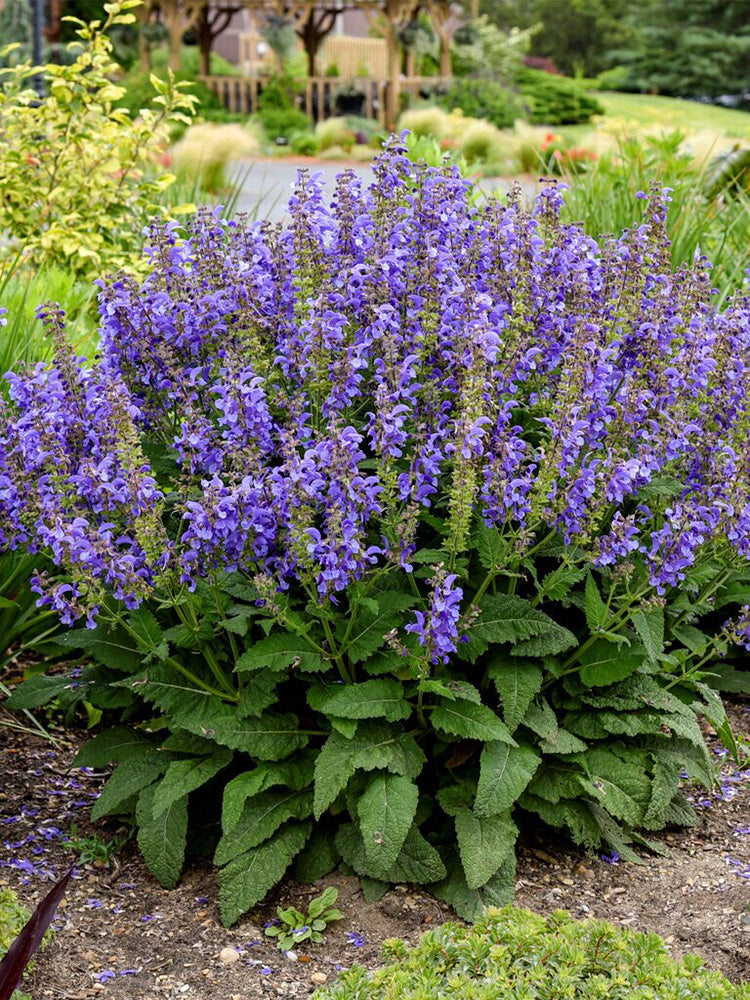 Hezhichun Blue Sage