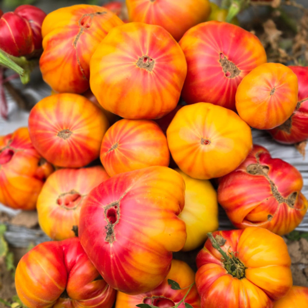 819 Yellow Marble Tomato