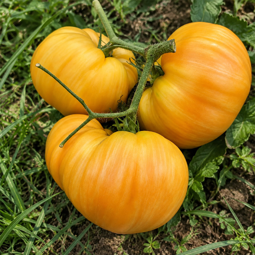 49 Orange Jazz Tomato