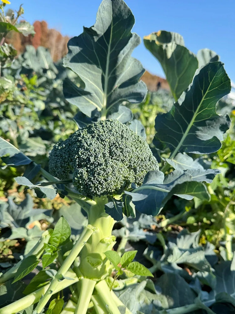 GreenVigour 60 Broccoli