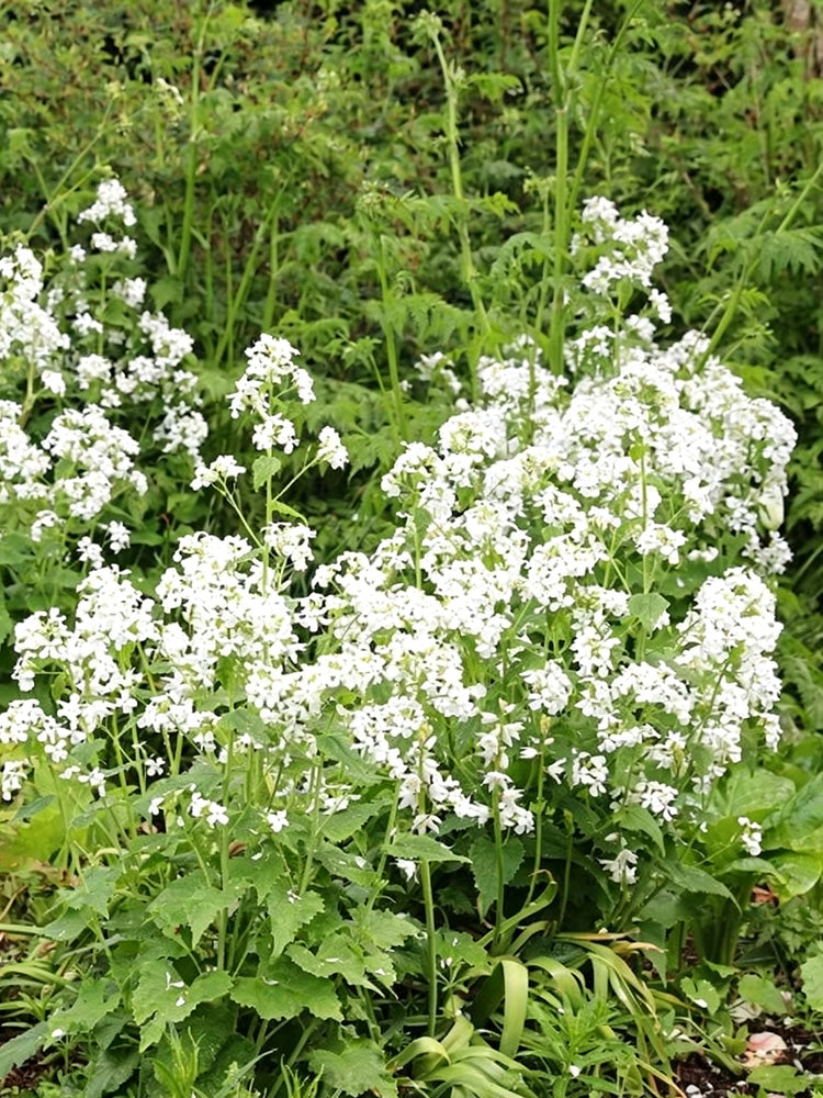 White Honesty Silver Dollar