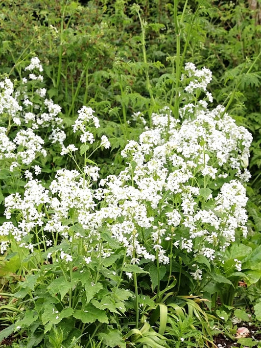 White Honesty Silver Dollar