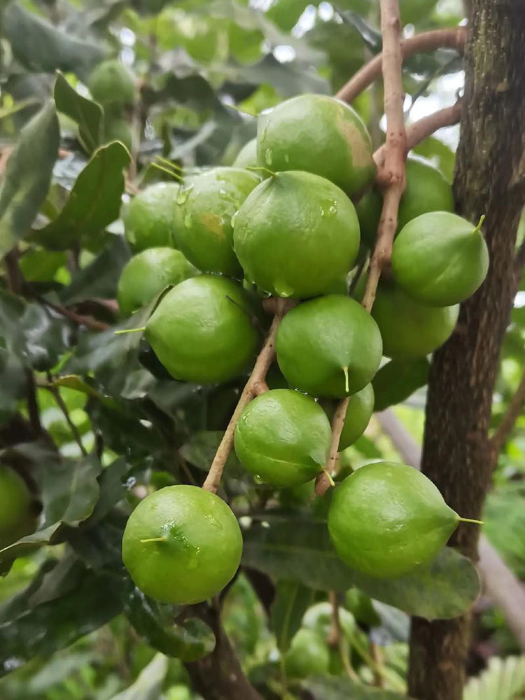 Macadamia Nut
