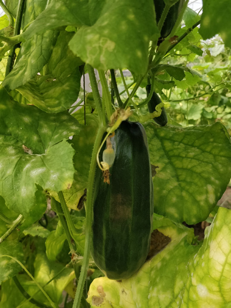 Black Ribbed Crisp Melon