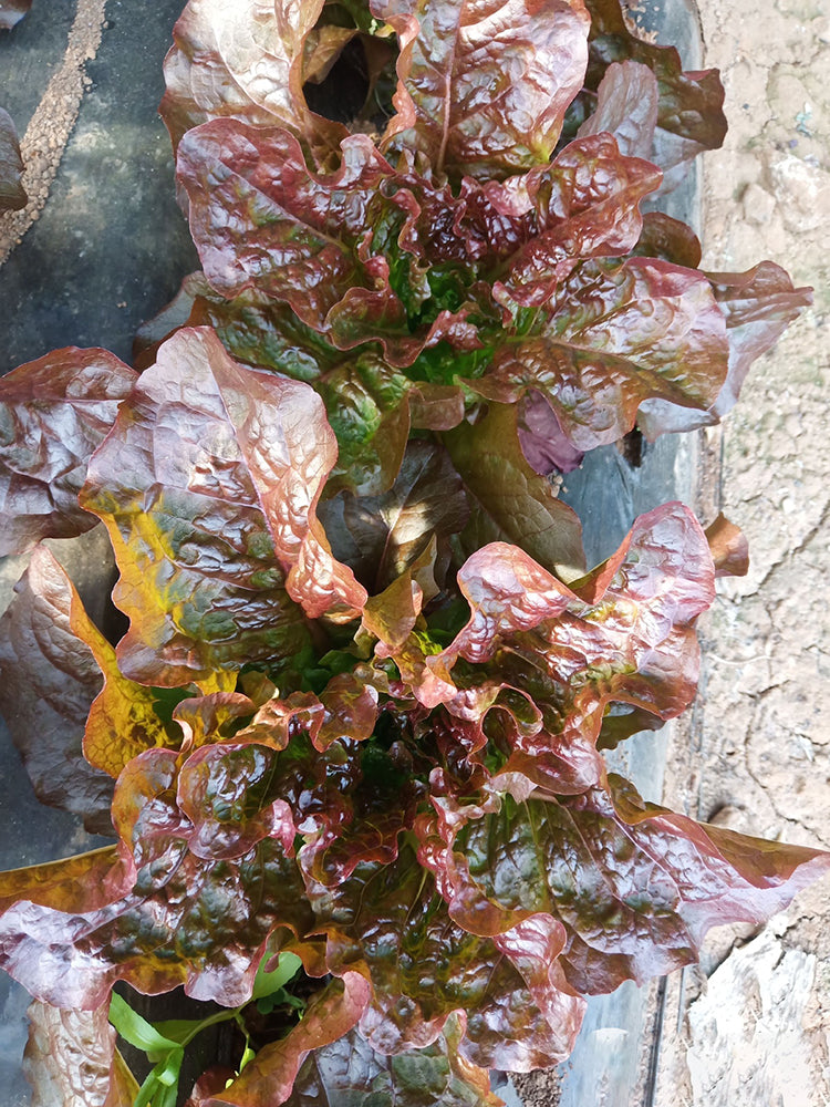 'Jing Zique' Lettuce